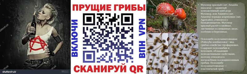 Галлюциногенные грибы Cubensis  Кисловодск 
